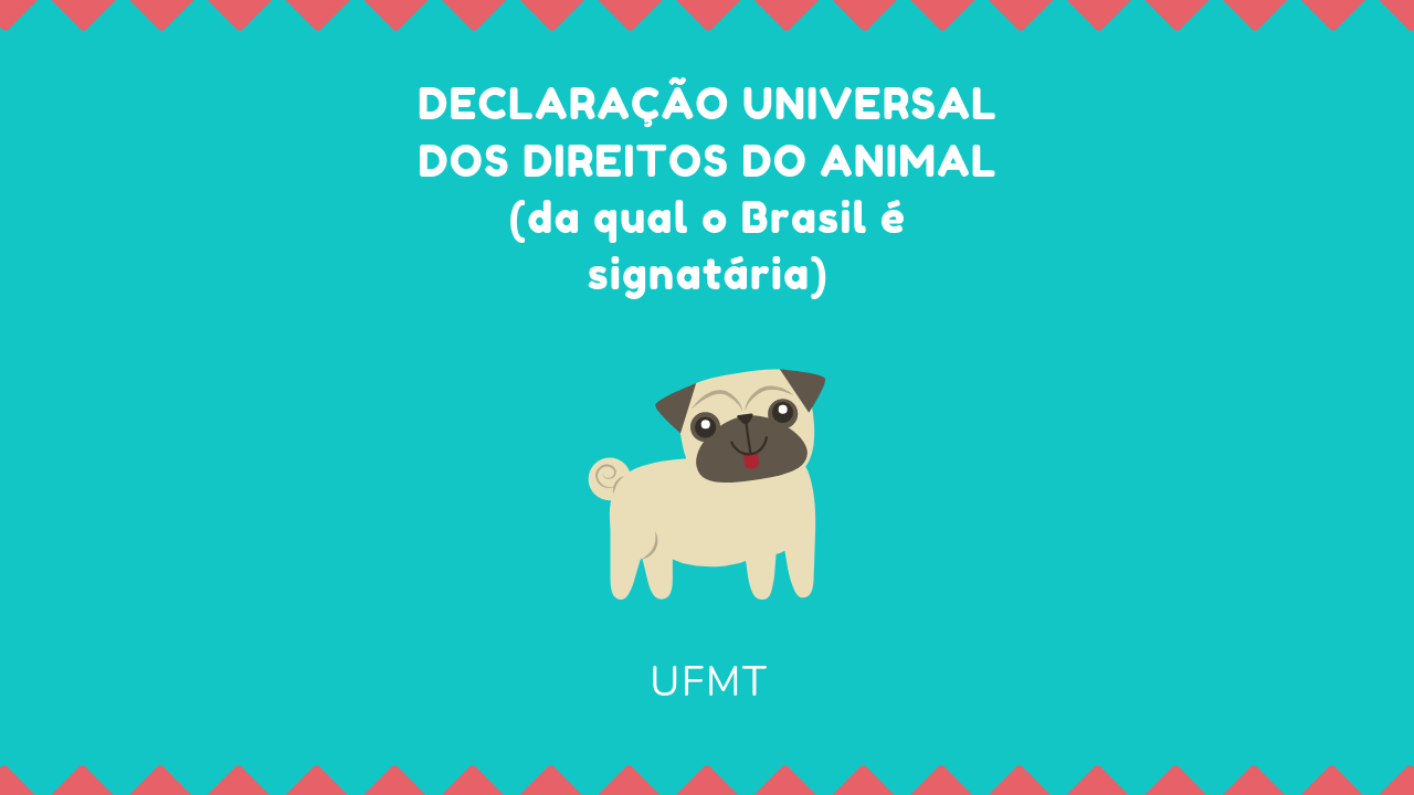 Declaração direitos humanos